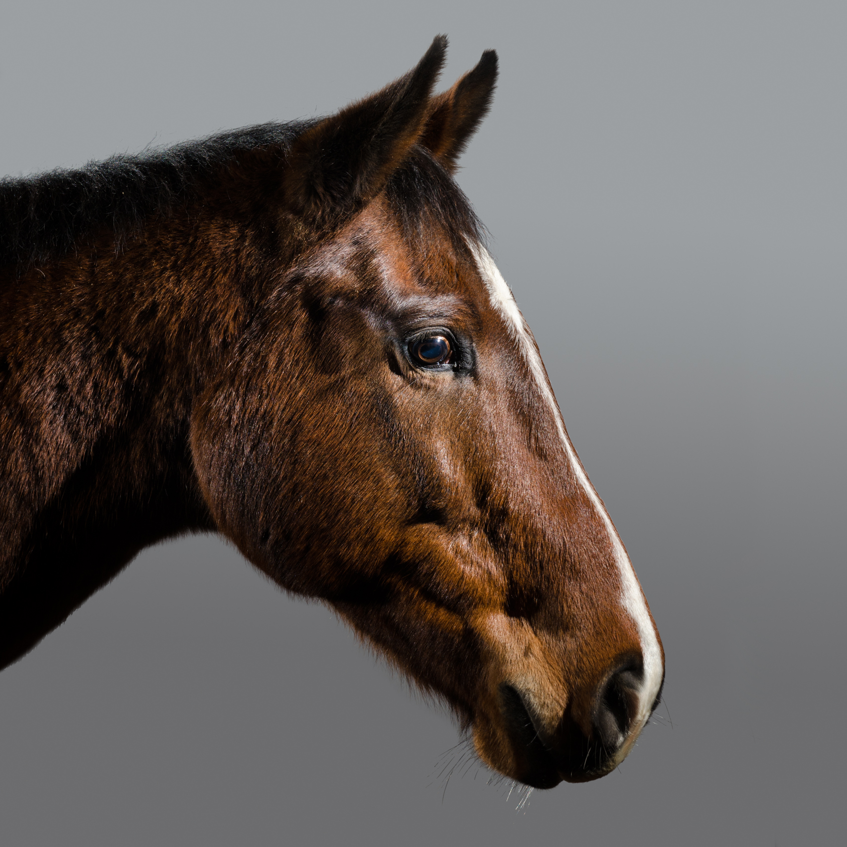 Equine, Portrait, Block, Colour, Horse, Photography, First, Matt Harquail, Awesome, Gorgeous, Creative, stunning, Lovely, Photograph, Light, Portable, Studio, horses,