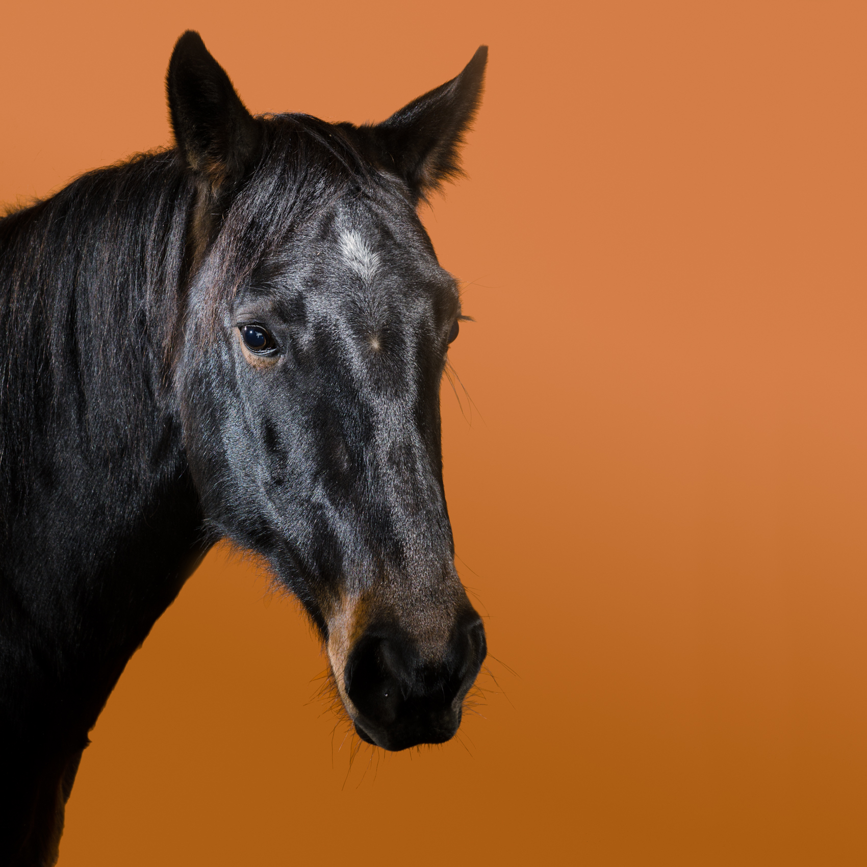 Equine, Portrait, Block, Colour, Horse, Photography, First, Matt Harquail, Awesome, Gorgeous, Creative, stunning, Lovely, Photograph, Light, Portable, Studio, horses,