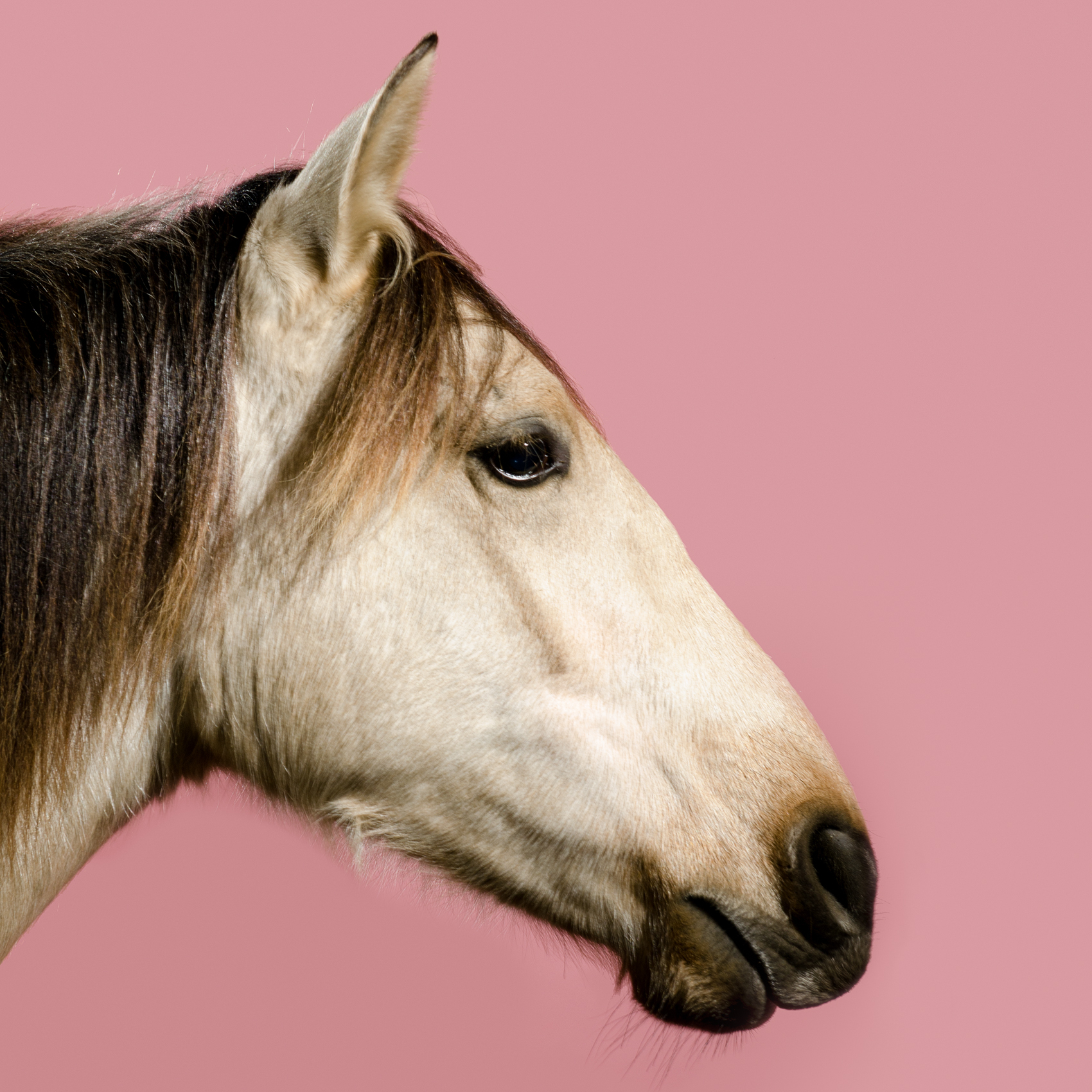 Equine, Portrait, Block, Colour, Horse, Photography, First, Matt Harquail, Awesome, Gorgeous, Creative, stunning, Lovely, Photograph, Light, Portable, Studio, horses,
