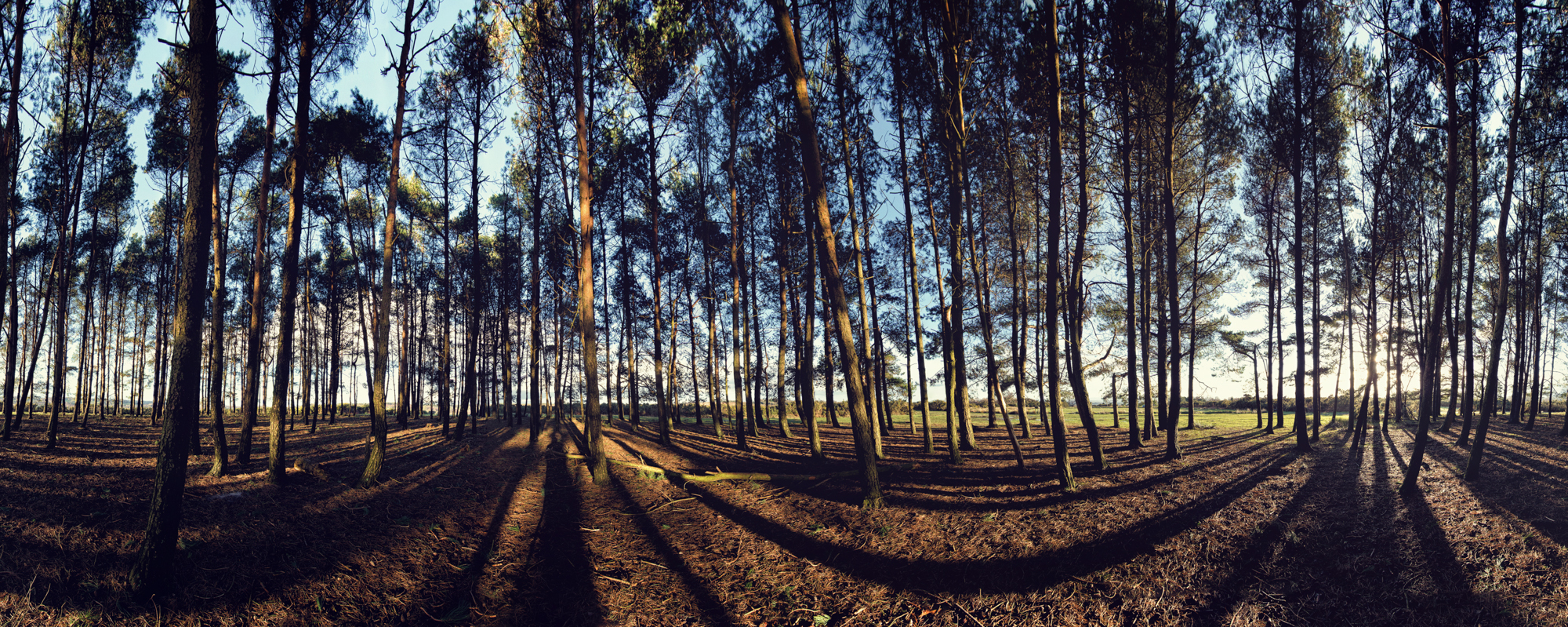 Ashdown forest panoramic photography taken by matt harquail photographer crowborough Crowborough, ashdown forest, virtual, panorama, panoramic, photograph, photographer, photography, matt, Harquail, kent, sussex, tunbridge wells, kudos, magazine, awesome